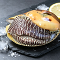 Fresh Sea Snail
